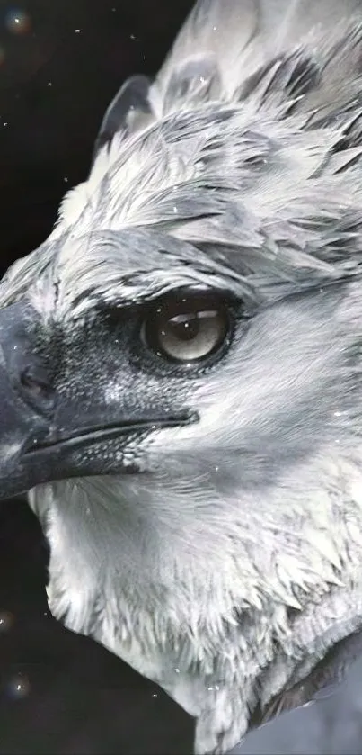 Close-up of a majestic Harpy Eagle with detailed feathers on a dark background.