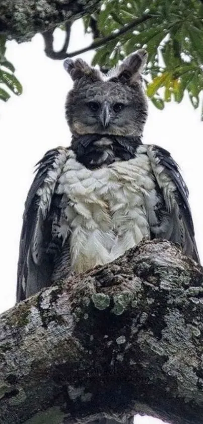 Harpy eagle perched on a tree branch in a lush green forest setting.