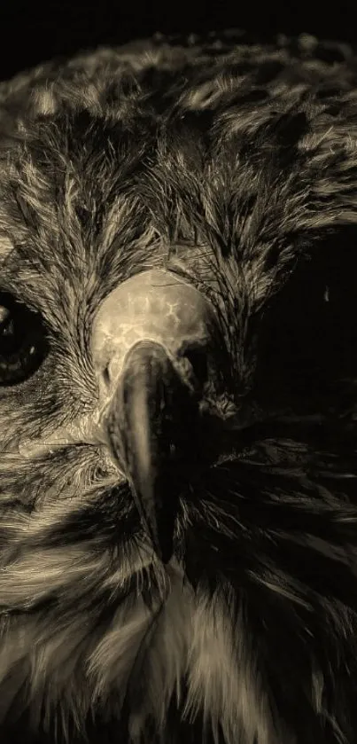 Close-up shot of a majestic eagle in sepia tones.