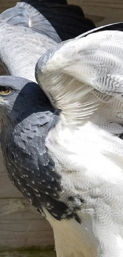 A majestic black and white hawk in flight against a wooden wall.