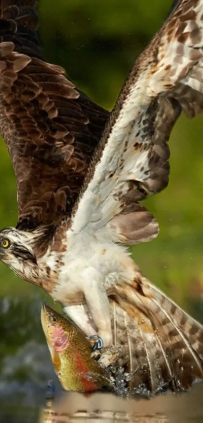 Hawk expertly catching fish in stunning nature scene.