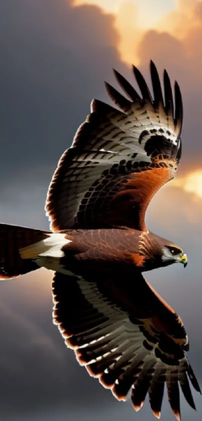 Hawk soaring through dramatic, colorful sky in mobile wallpaper.