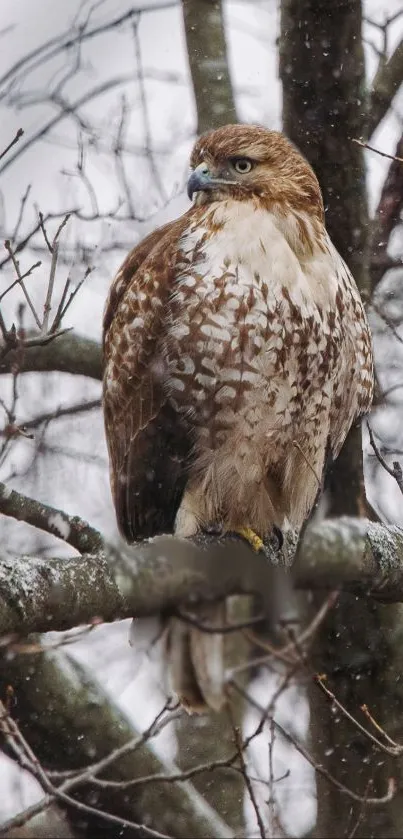 Majestic hawk perched on snowy tree branches in winter scene.