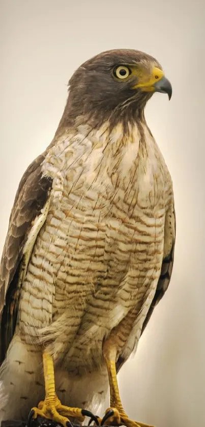 Majestic hawk perched on branch with soft grey background.