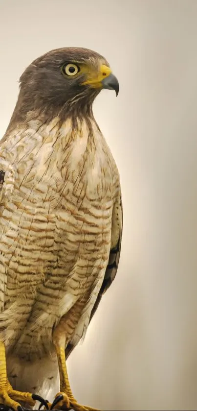 Majestic hawk perched, displaying striking feathers and a soft beige background.