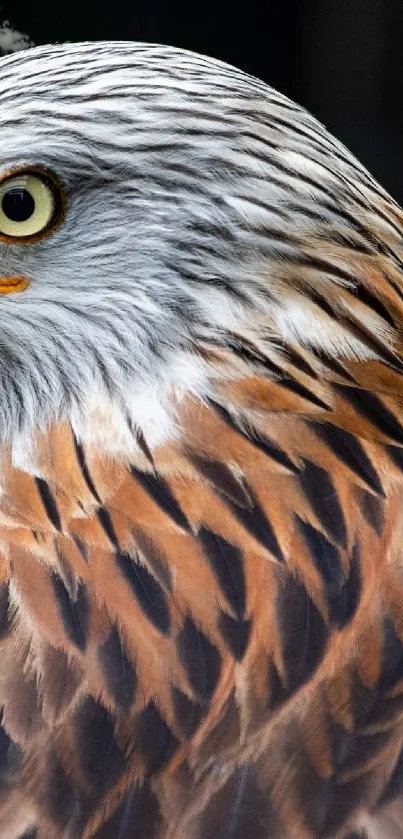 Close-up of a majestic hawk with detailed brown and white feathers.