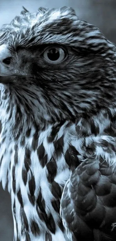 Grayscale image of a majestic hawk with intricate feather details.