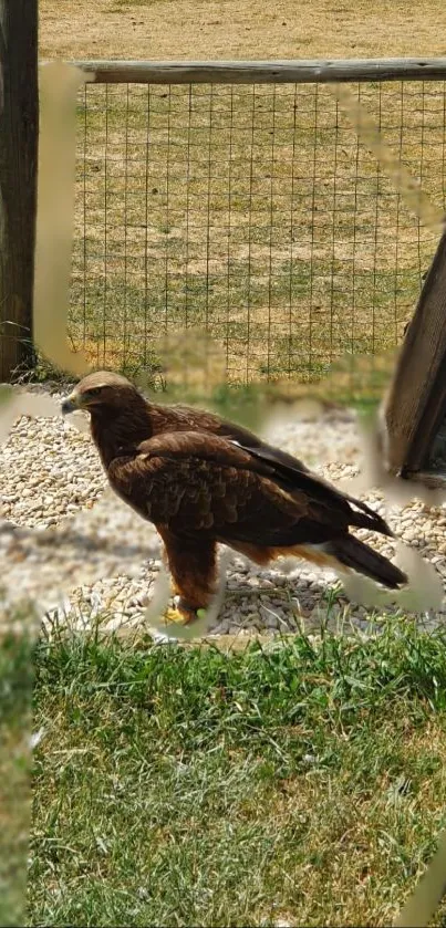 Majestic hawk standing by a fence in a natural setting.