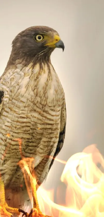 Majestic hawk perched with blurred background.