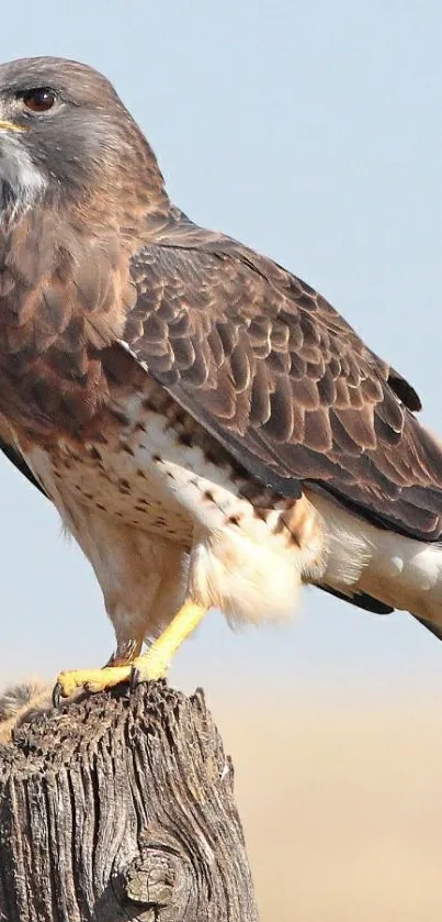 A majestic hawk perched on a tree trunk against a clear sky background.