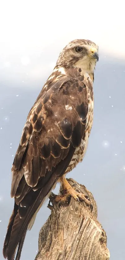 Majestic hawk perched on a wooden branch with mountain backdrop.