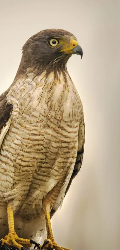 Majestic hawk perched calmly on a post with a blurred beige background.