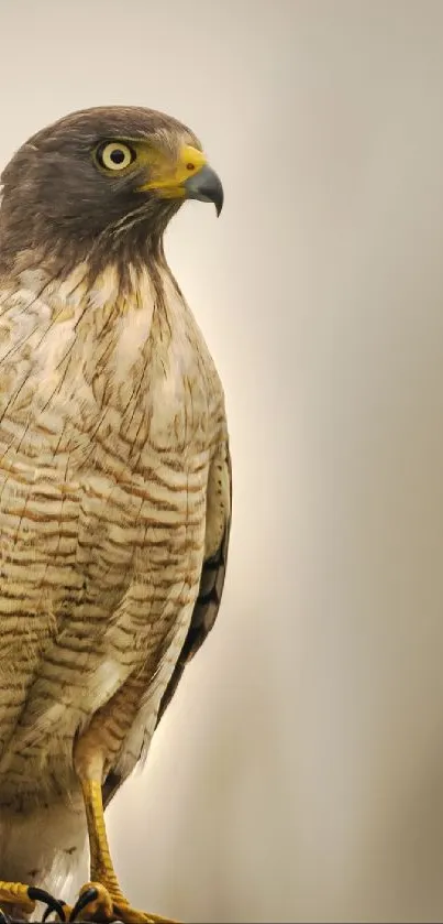 Hawk perched on a post against a soft, neutral background.