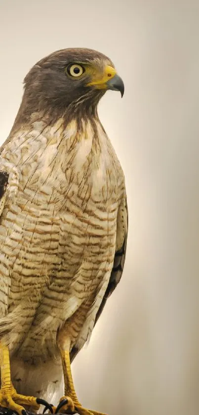 Majestic hawk perched with a blurred beige background.