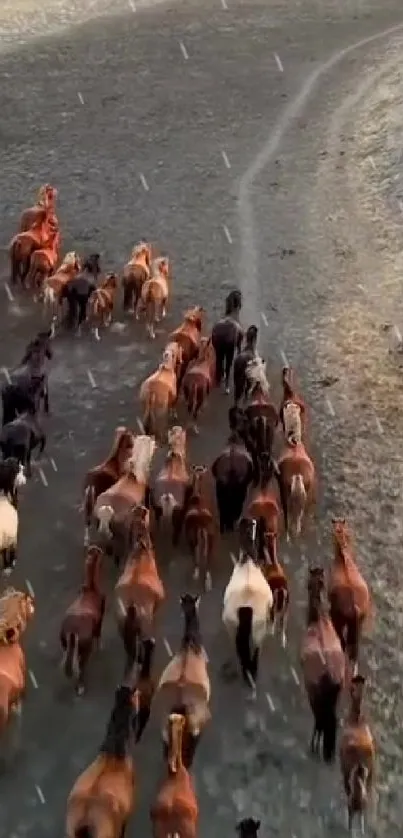 Herd of horses running on a dirt path in sunset light.