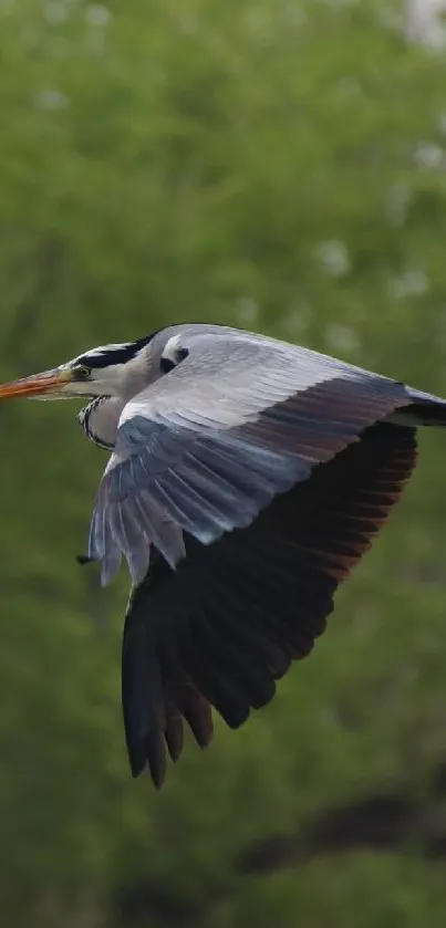 Heron flying in lush green landscape.