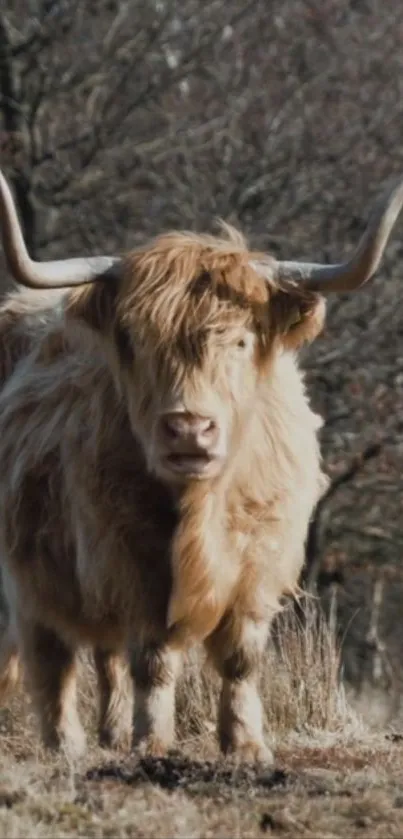 Highland cow standing in a rugged, natural landscape.