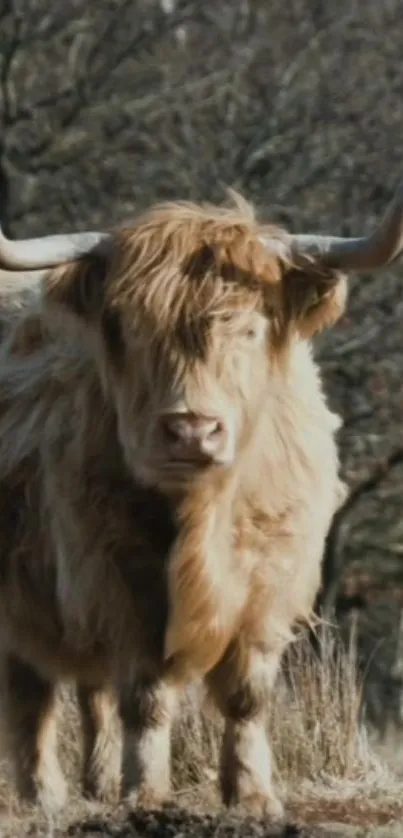 Majestic Highland cow standing in nature with rustic background.