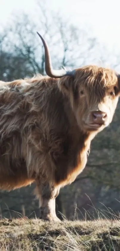 Majestic Highland cow with brown shaggy coat and long horns in natural setting.