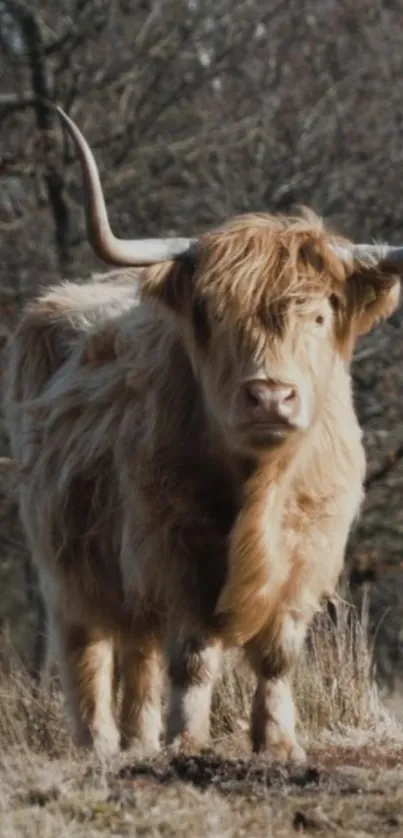 Majestic Highland cow in natural habitat.