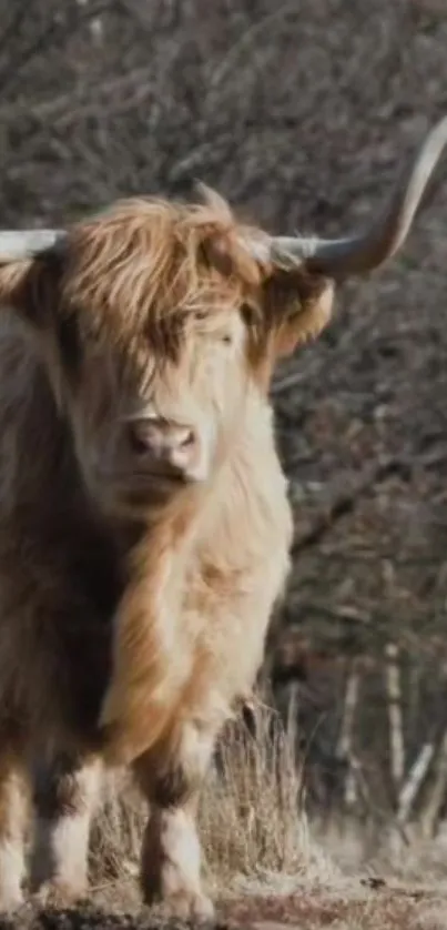 Highland cow standing in a serene outdoor setting with earthy tones.