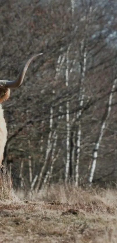 Majestic Highland cow in rustic nature scenery.