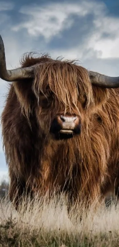 Majestic Highland cow standing in grass under cloudy sky.