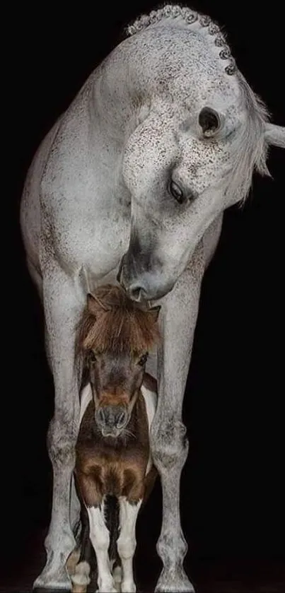 White horse with a foal against a black background.