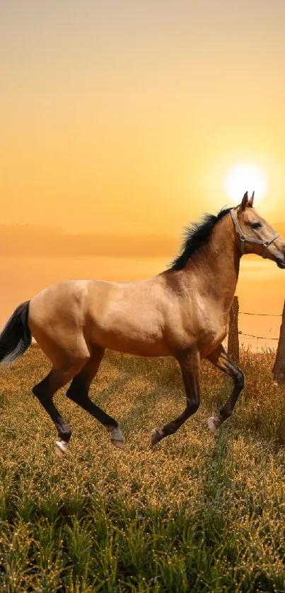 Majestic horse running in a golden sunrise field.