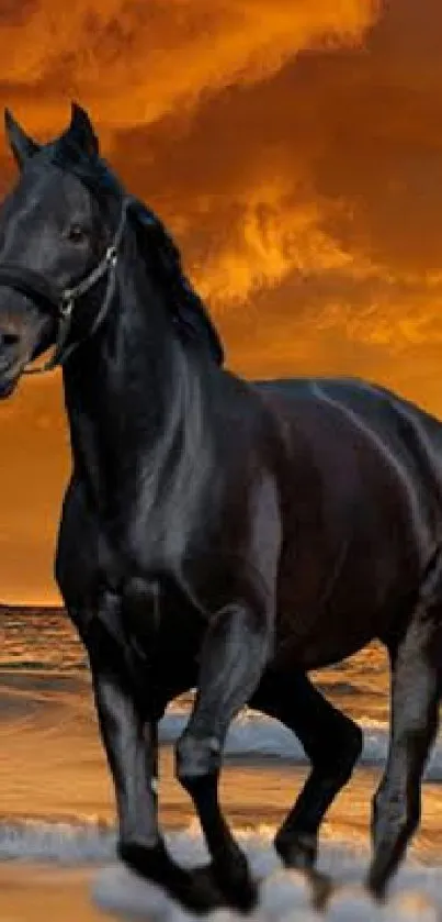 Black horse galloping on beach with orange sunset background.