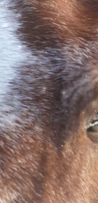 Close-up of a horse's eye in a brown, textured fur wallpaper.