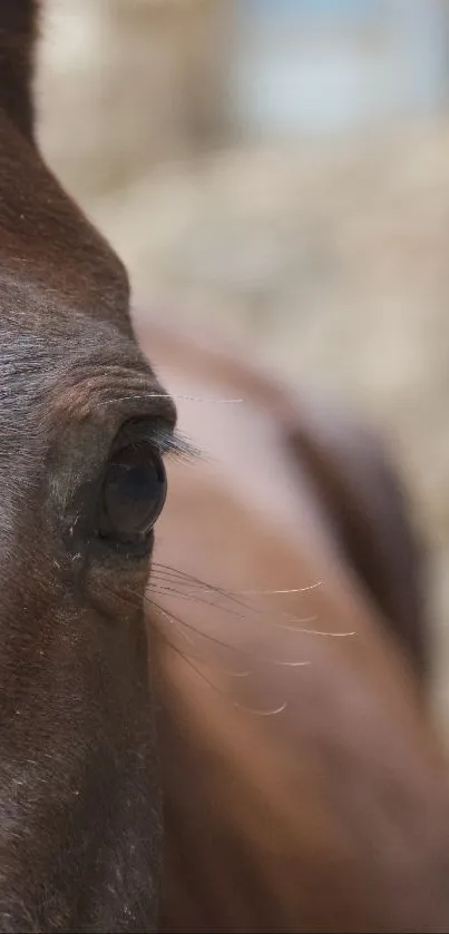 Close-up image of a brown horse's eye showcasing elegance.