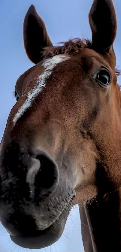 Close-up portrait of a brown horse with a blue sky backdrop.