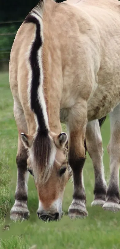 Horse grazing on lush green grass in tranquil meadow.