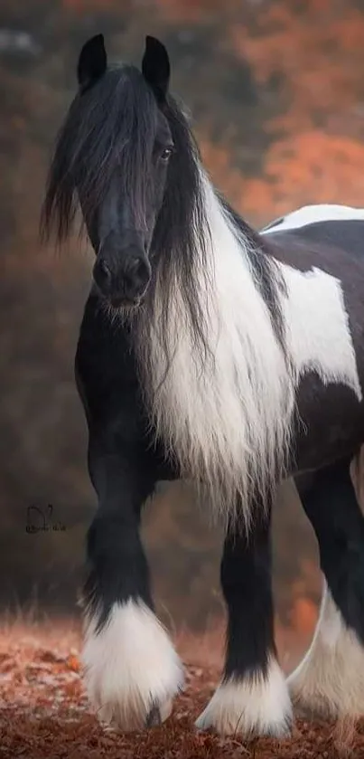 Majestic black and white horse in autumn forest wallpaper.