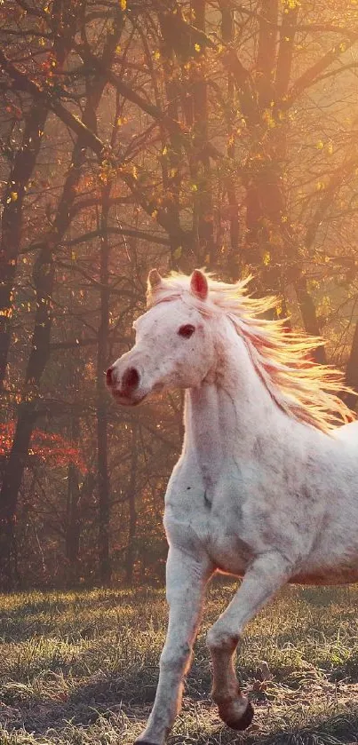 White horse trotting in a sunlit autumn forest.