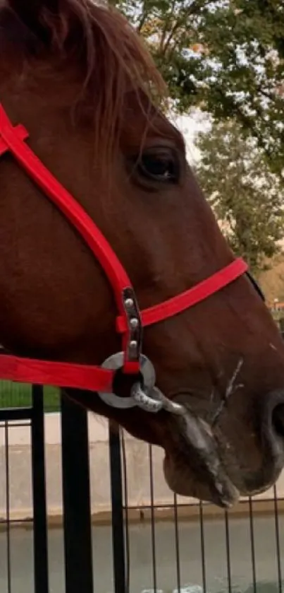 Majestic horse wearing a red bridle in a natural setting.