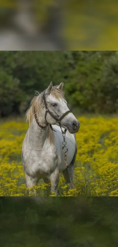 White horse standing in a yellow flower field.