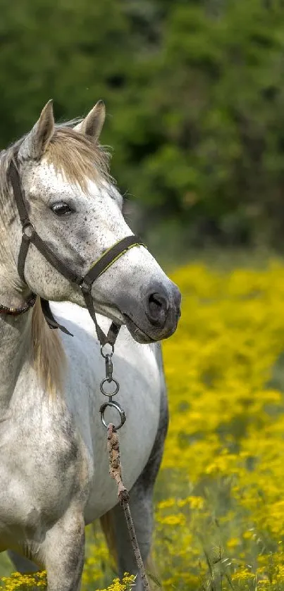 White horse standing in vibrant yellow flower field.