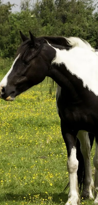 Black and white horse standing in a green field with yellow flowers.