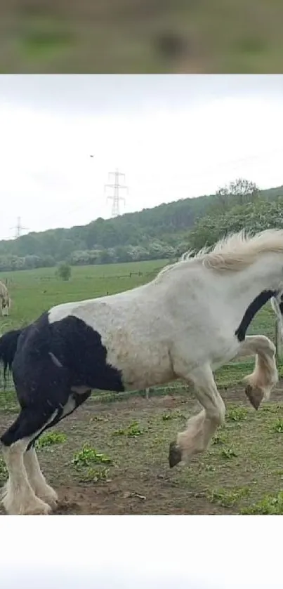 Majestic black and white horse galloping in a lush green field.