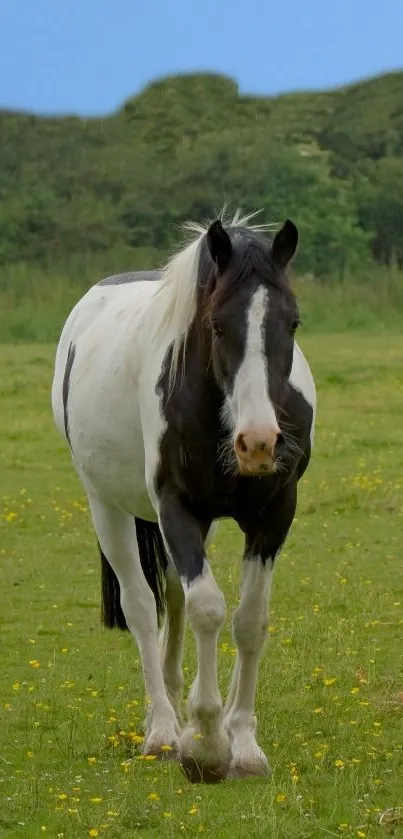 Majestic horse in green meadow under a blue sky.