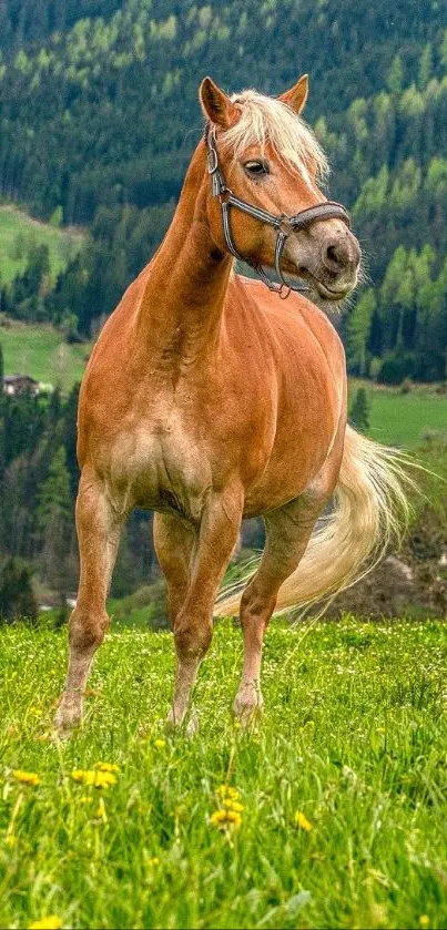 Horse standing in a vibrant green meadow with a forest background.