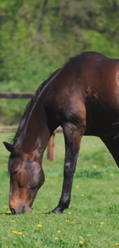 Majestic horse grazing in a green field