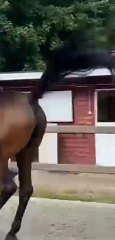 Graceful horse galloping past rustic barn.