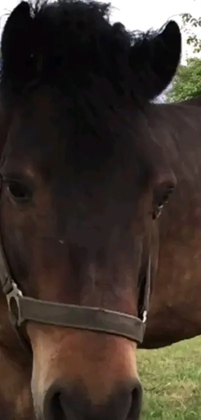 Close-up of a horse in a grassy field, showcasing nature's beauty.