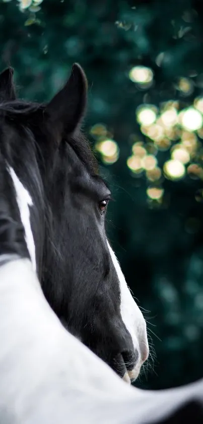 Majestic black horse in lush green forest background.