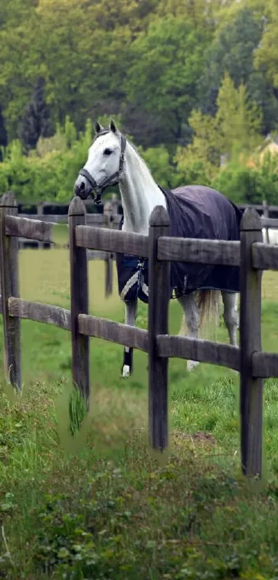 Gray horse standing in a lush green pasture with a wooden fence.