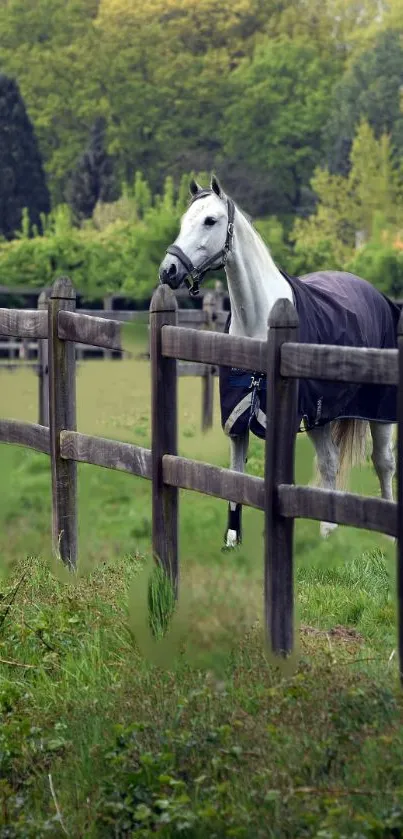 White horse beside a fence in a green pasture.