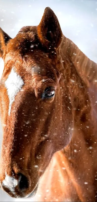 Chestnut horse with white blaze in snowy winter setting.